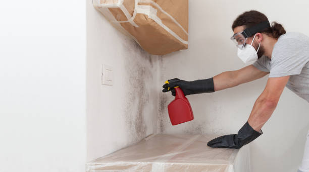 Professional Basement Mold Removal technician working in Short Hills, NJ